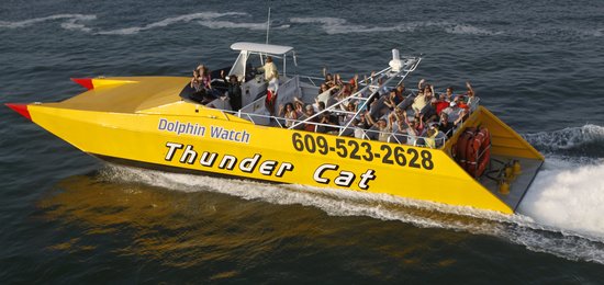 thunder cat dolphin watch boat on the water