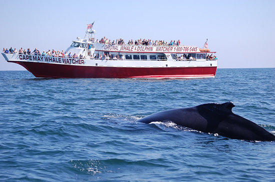 the cape may whale watcher boat in the background with a whale surfacing on the water